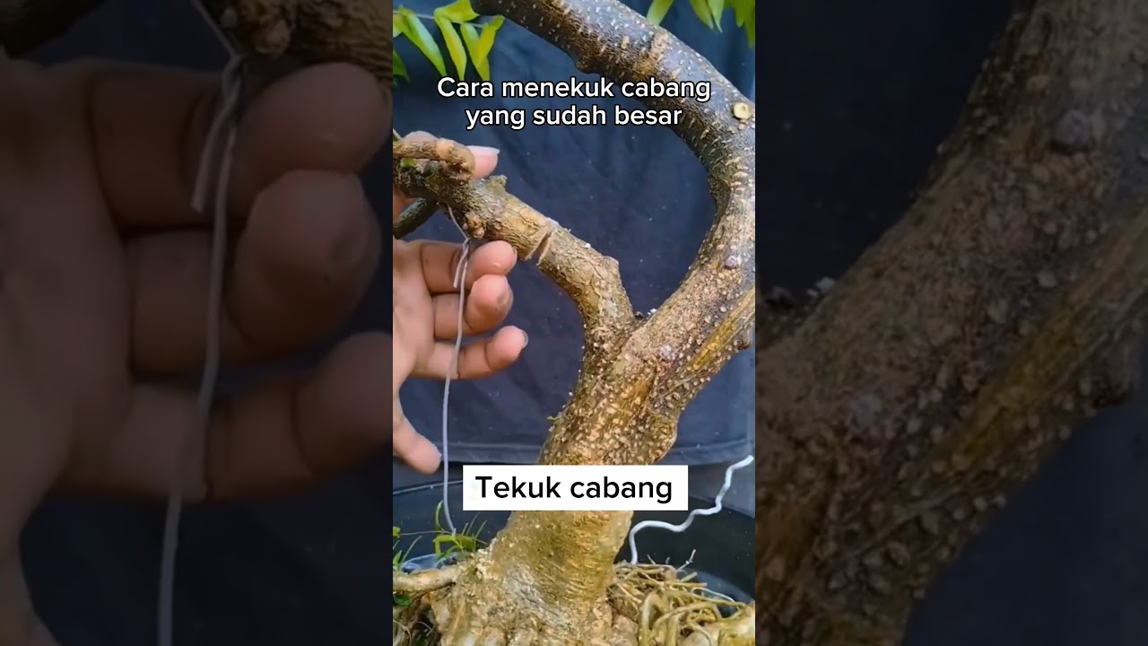 cara menekuk cabang yang sudah besar. #bonsai #antingputri #bonsaitree