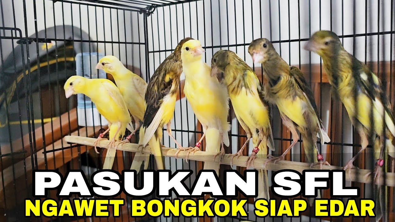 BARANG LANGKA‼️ ROMBONGAN SFL SIAP DI EDARKAN KAWAN
