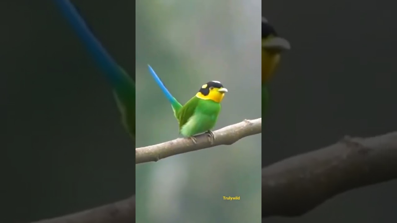 Most beautiful crazy looking bird Long-tailed Broadbill Watch the tail 😍 #rare #wild #trending #bird