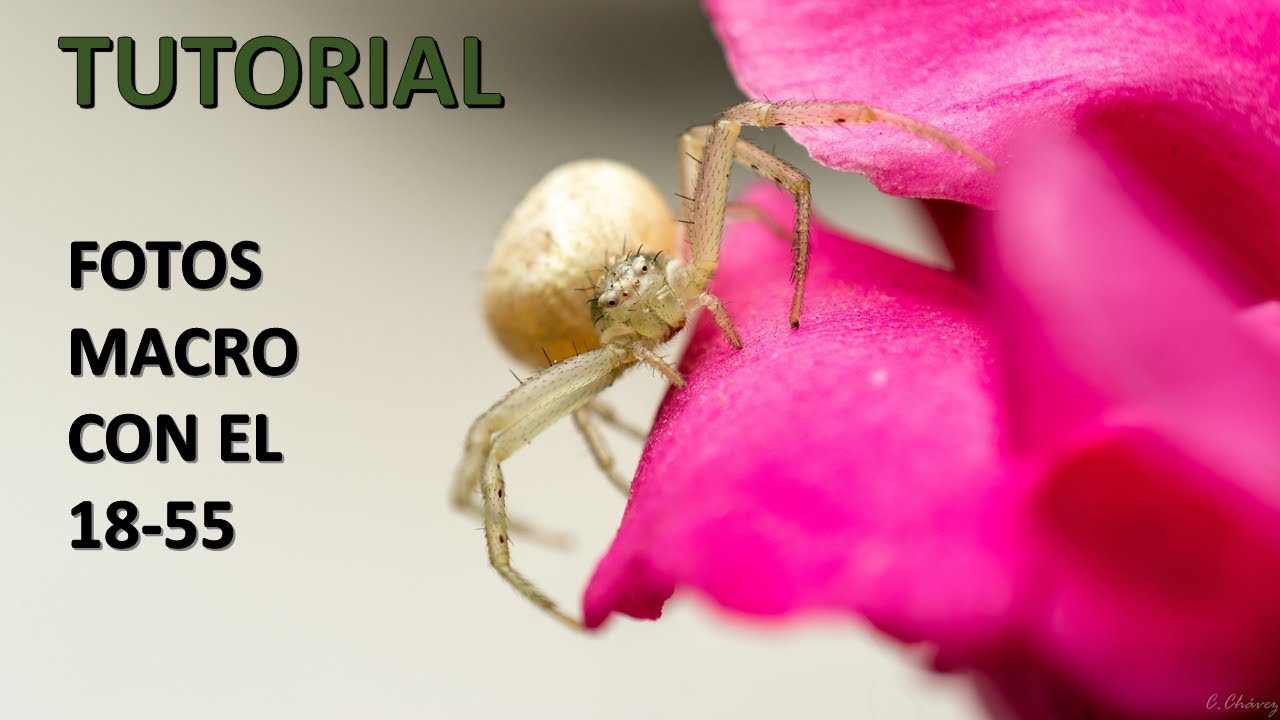 Fotografía macro con el 18-55 (tutorial con la Nikon D3500 y el flash interno) | Macro low cost