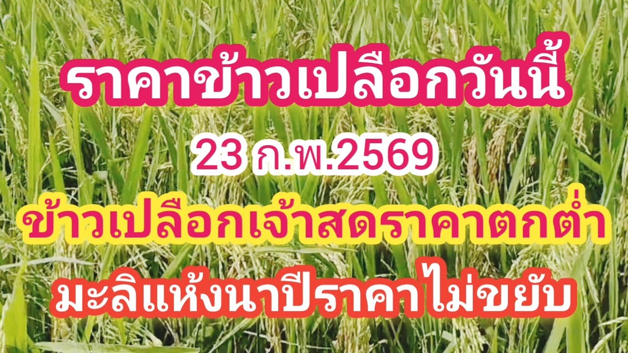 ชาวนากังวลความจริงราคาข้าว‼️ราคาข้าวเปลือกวันนี้ข้าวเปลือกเจ้าสดราคาตกต่ำ มะลิแห้งนาปีราคาไม่ขยับ