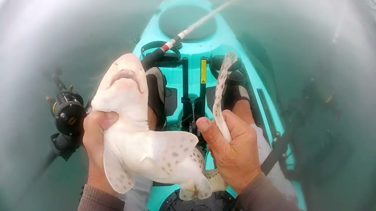 Drifting for Plaice? Nope! Not what I caught.
