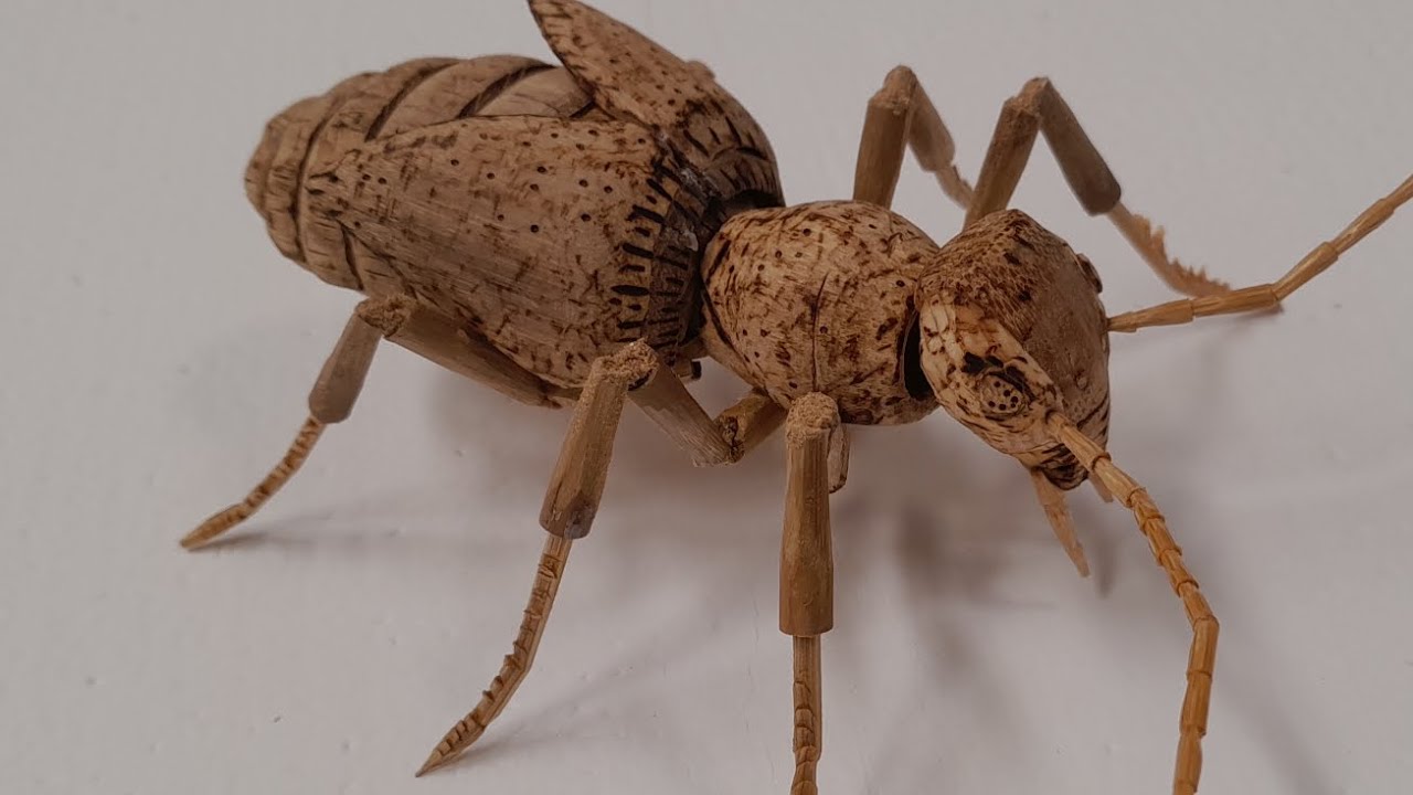 oil beetle from bamboo 