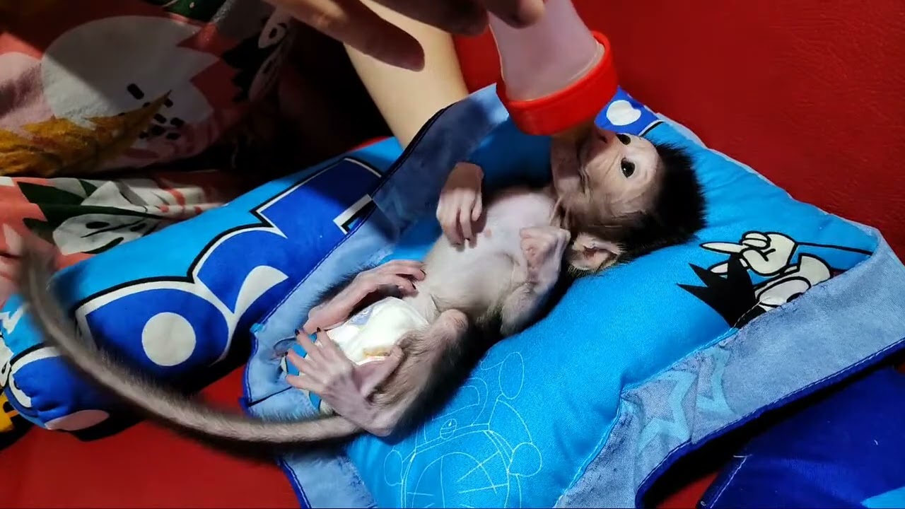 5th Day Morning Newcomer Newborn Baby Monkey No Name