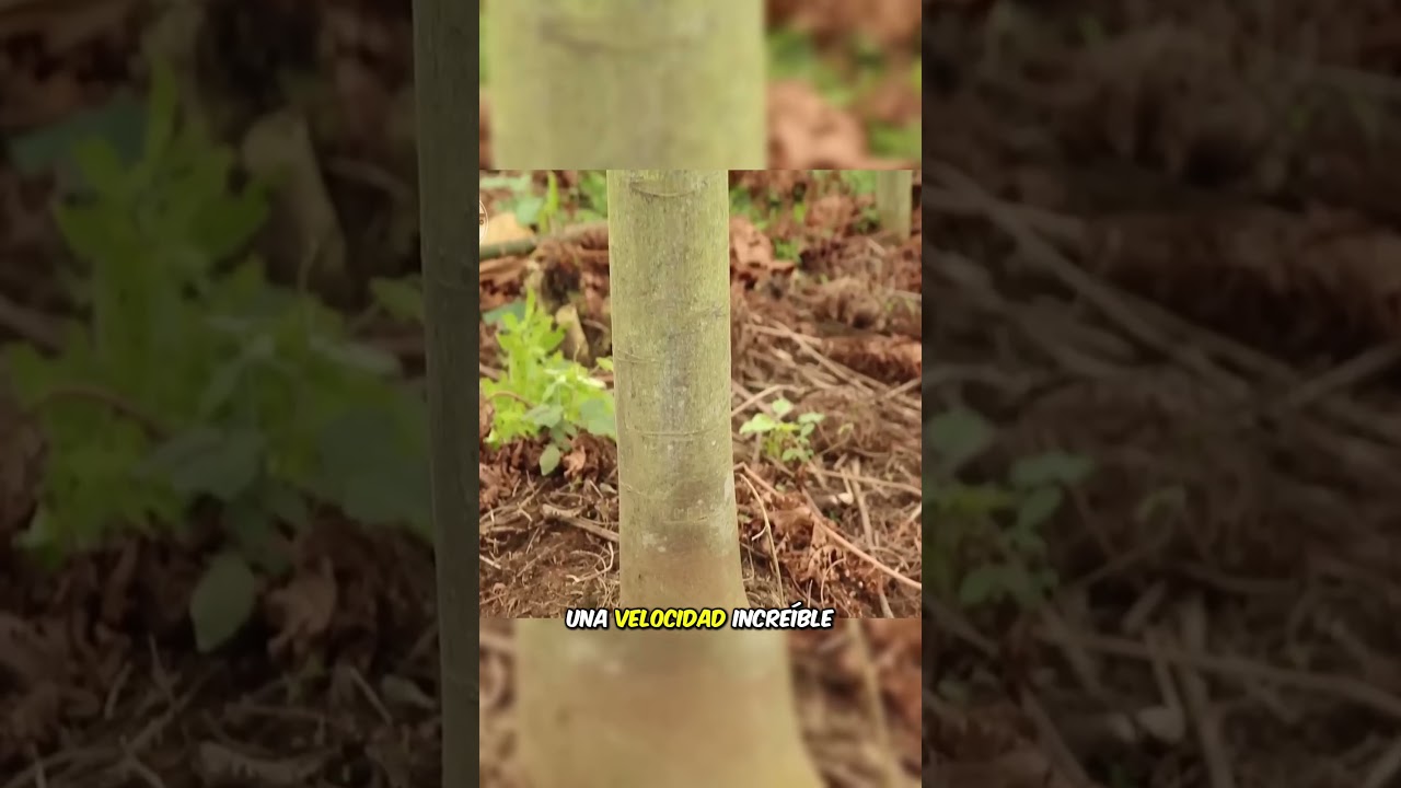 La madera m&aacute;s ligera del mundo &iquest;Lo sab&iacute;as