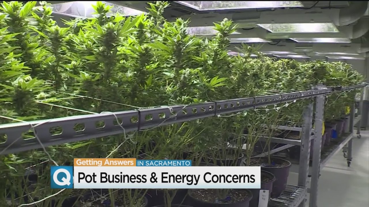 Indoor Marijuana Grows May Increase Power Needs In California