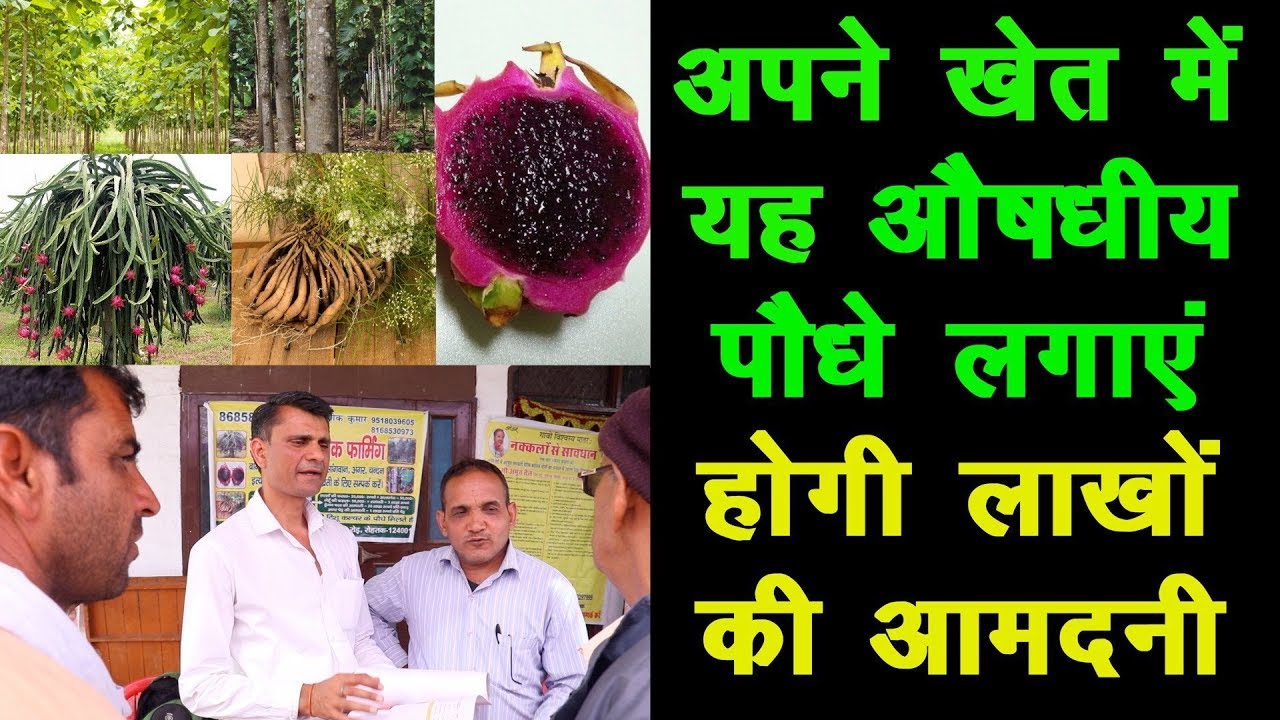 अपने खेत में यह औषधीय पौधे लगाएं होगी लाखों की आमदनी || Medicinal Plant Farming ||