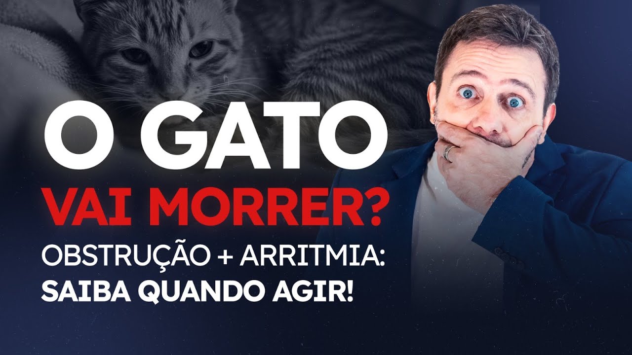 Obstrução Urinária x Arritmia: Quando o Gato Está em Risco de Morte?