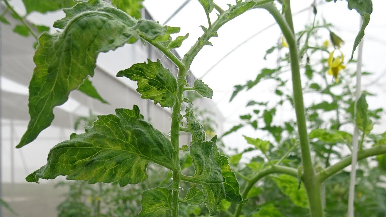 #1. 👨‍🔬🧪Inductores de defensa vs  🦠Virus Rugoso del Tomate (ToBRFV)