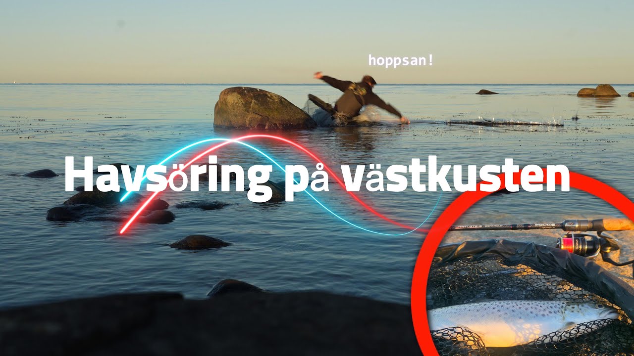 havsöring på västkusten