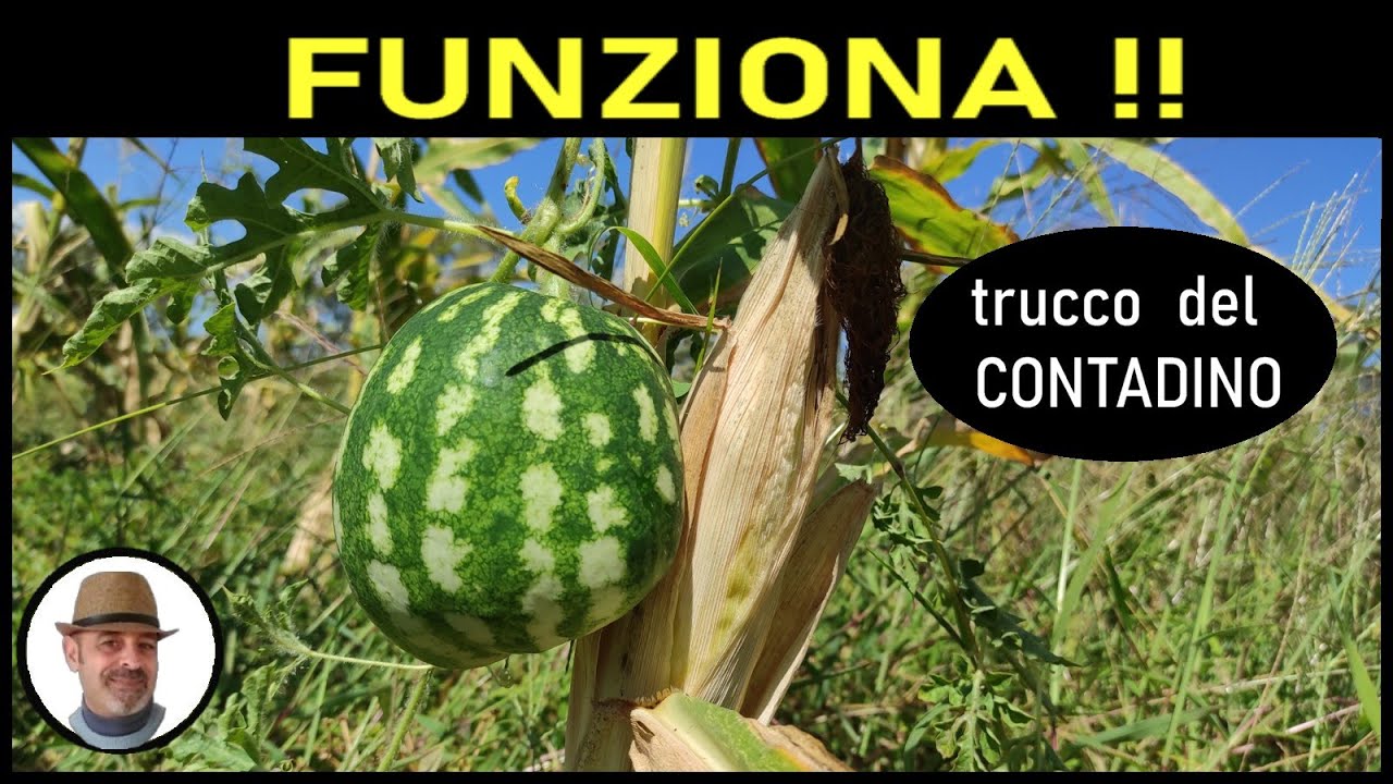 COME POSSIAMO SFRUTTARE IL MAIS NELL'ORTO