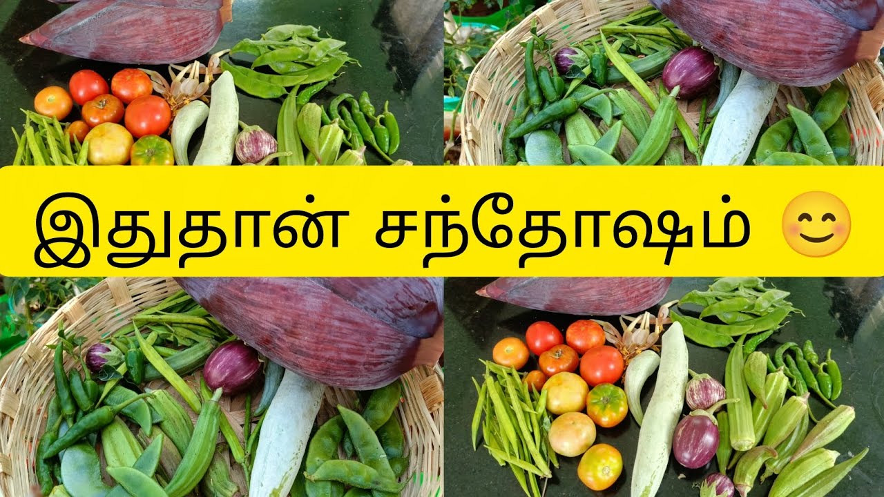 Life-ல இத விட வேற என்ன happy 😊|Harvest Today #longvideo #video #viral 