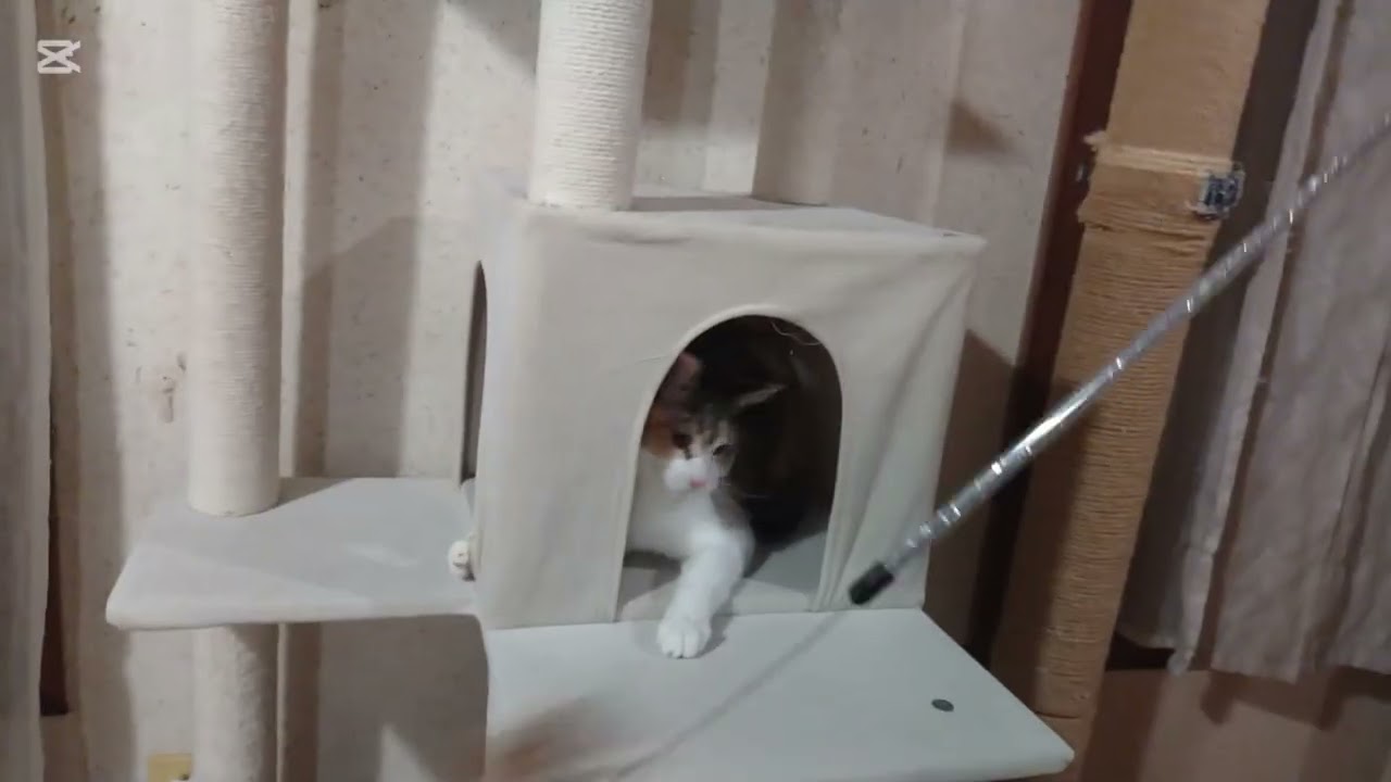 子猫成長日記1003　これは保護猫のドキュメンタリー動画です(笑)　ちび‥朝からケロったけど‥　大丈夫？　お前ちっちゃいからな‥