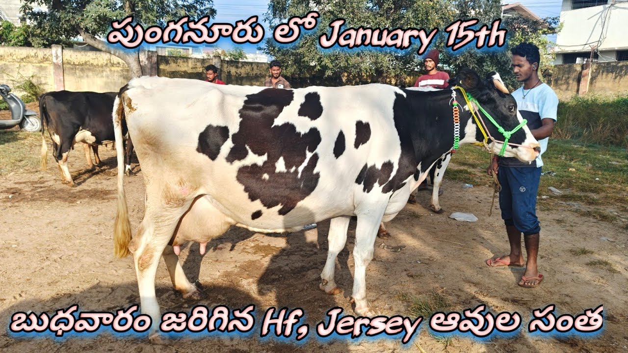 Best Hf Jersey cow market in Punganur going on every Wednesday 6am to 12pm