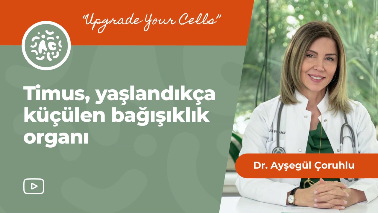 Bağışıklığın unutulan organı timus