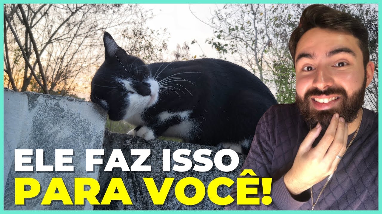 13 Sinais Que Você é IMPORTANTE Para o Seu Gato!