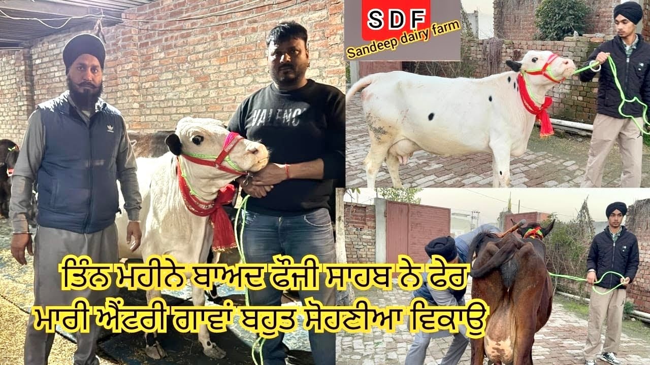 21 January 2025 ਫੋਨ 98141-78121 👈 5-6 ਵੈੜਾ ਤਾਜੀਆ ਸੂਈਆ ਫੋਜੀ ਸਾਹਬ ਥਰੀਏਵਾਲ ਵਾਲ ਜਿਲਾ ਅੰਮ੍ਰਿਤਸਰ