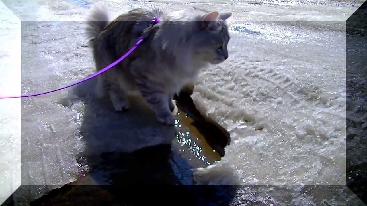 Russian Siberian Cat rides door, puddles,birds