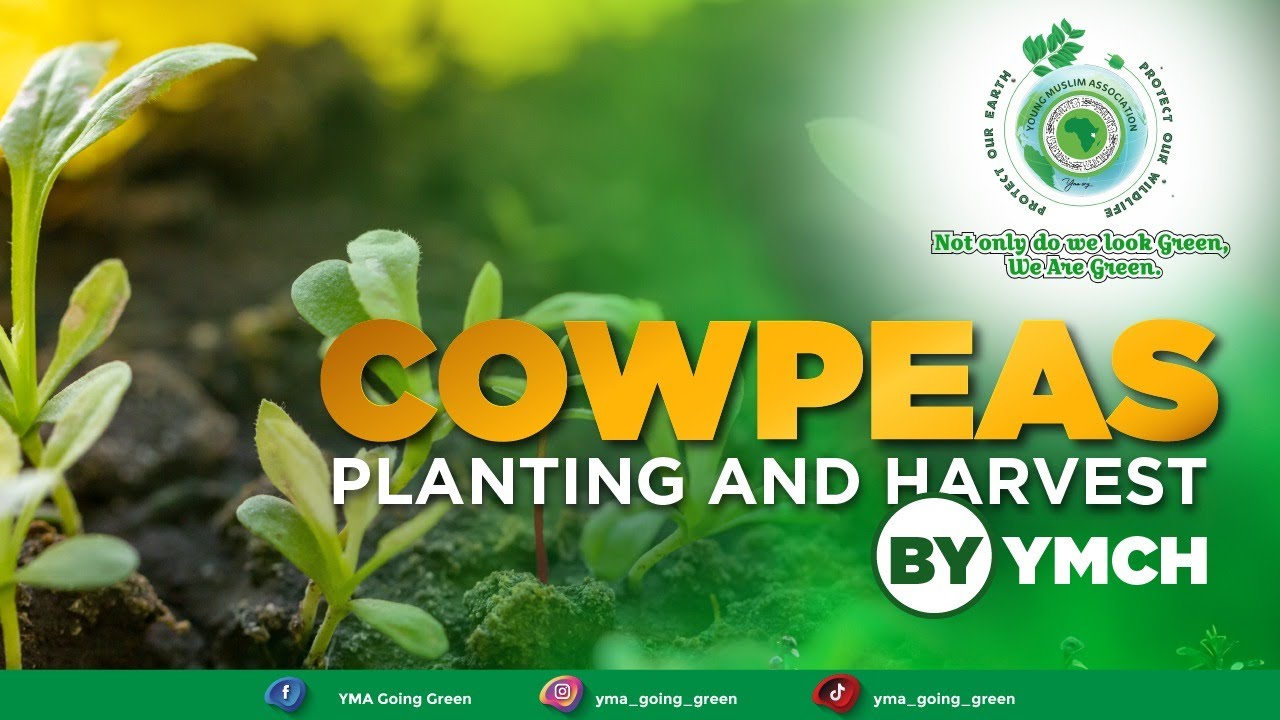 Cowpeas Planting and Harvest by YMCH