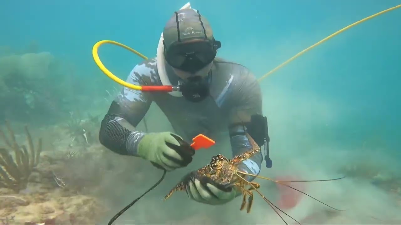 Lobster Mini Season Biscayne National Park