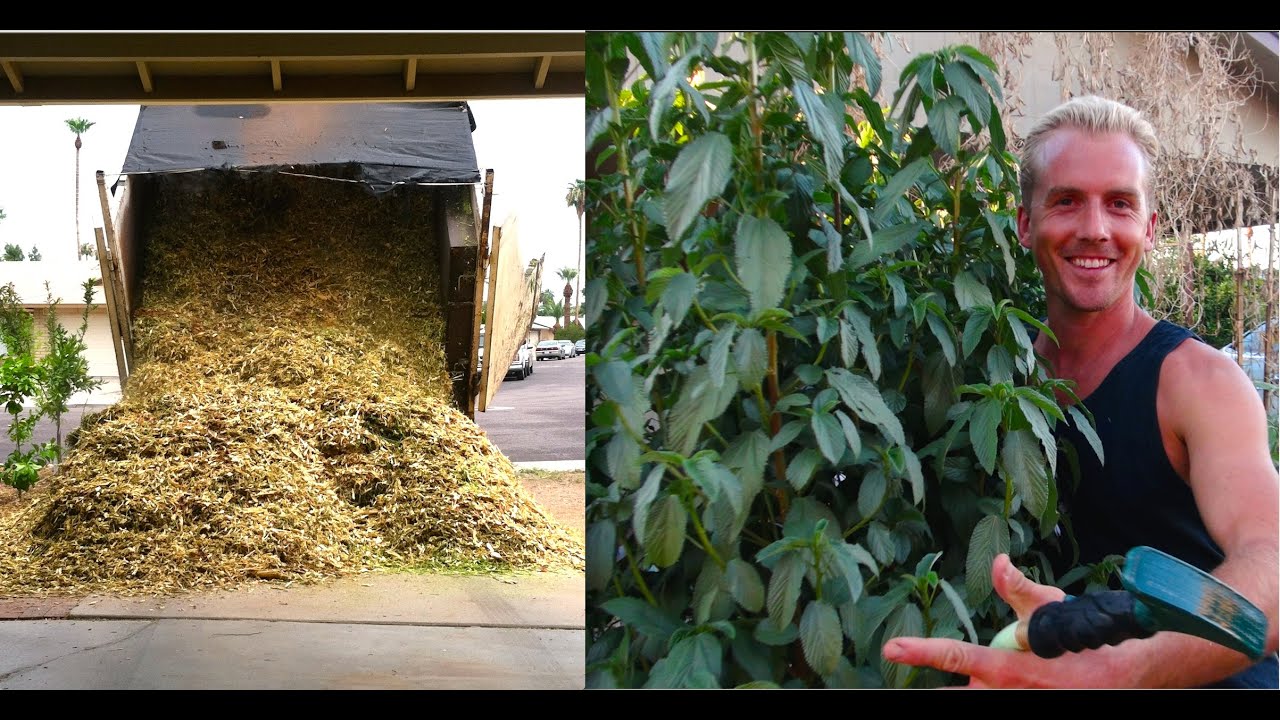 Amazing EDIBLE GARDEN & TREES Using WOOD CHIPS