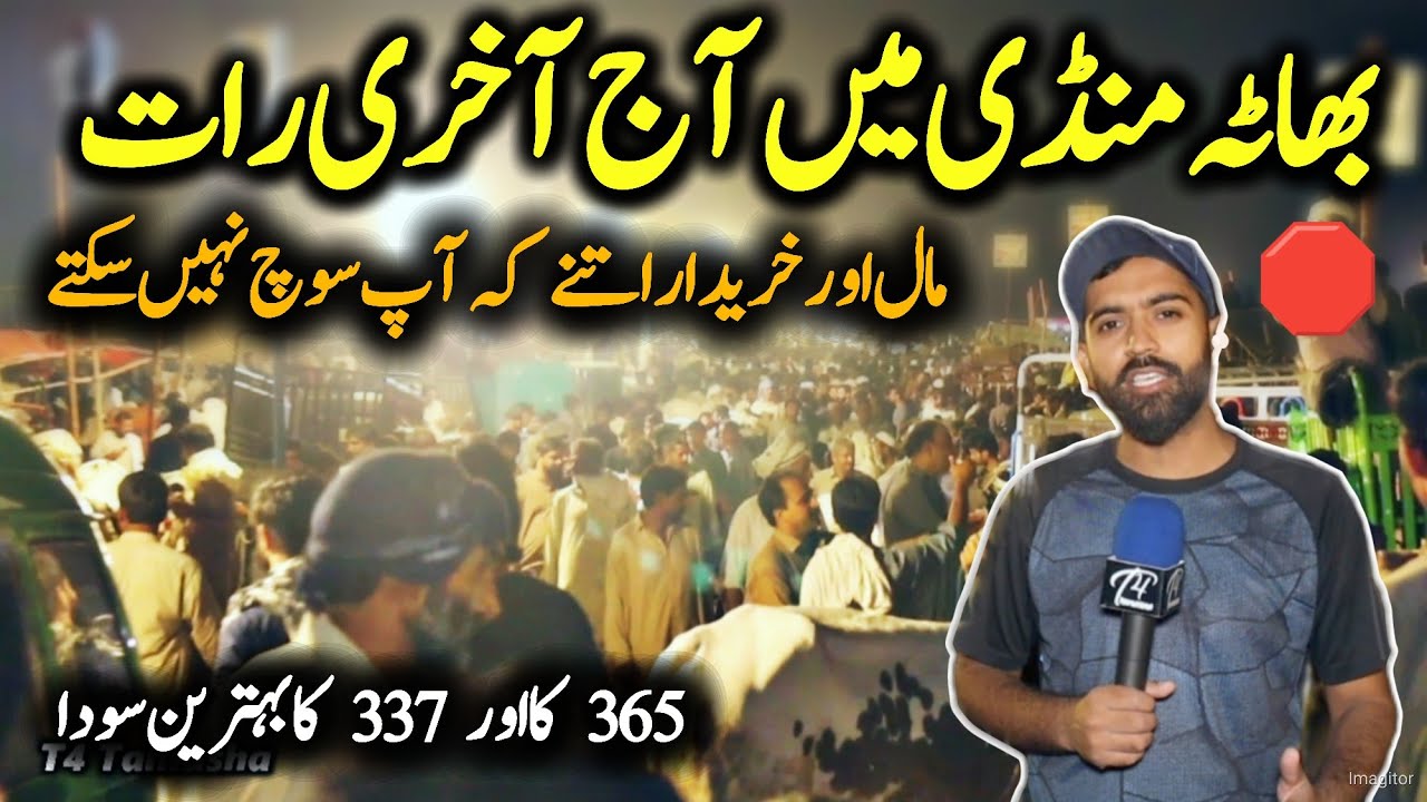 Last update bhaata chok mandi 2023 - live Bargaining - bakra Mandi 2023 - dangerous fateh jang bulls