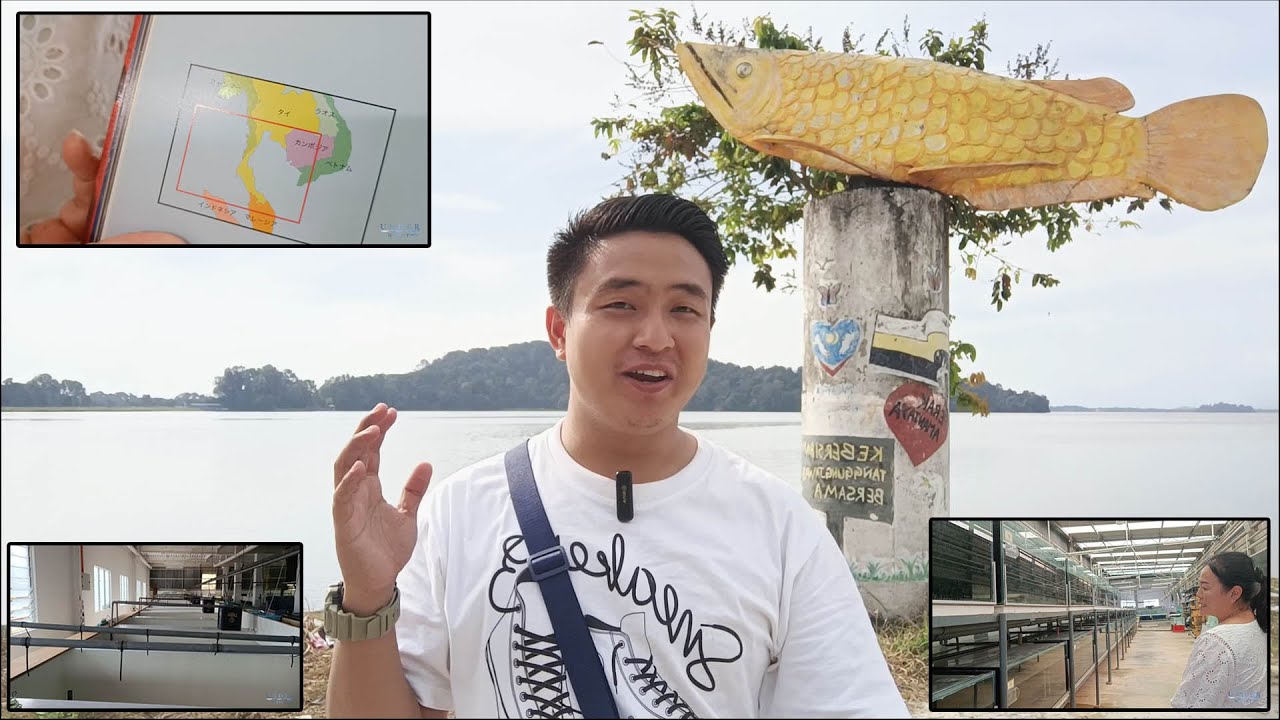 Let Go, Golden Arowana Hometown. Bukitmerah, Malaysia.