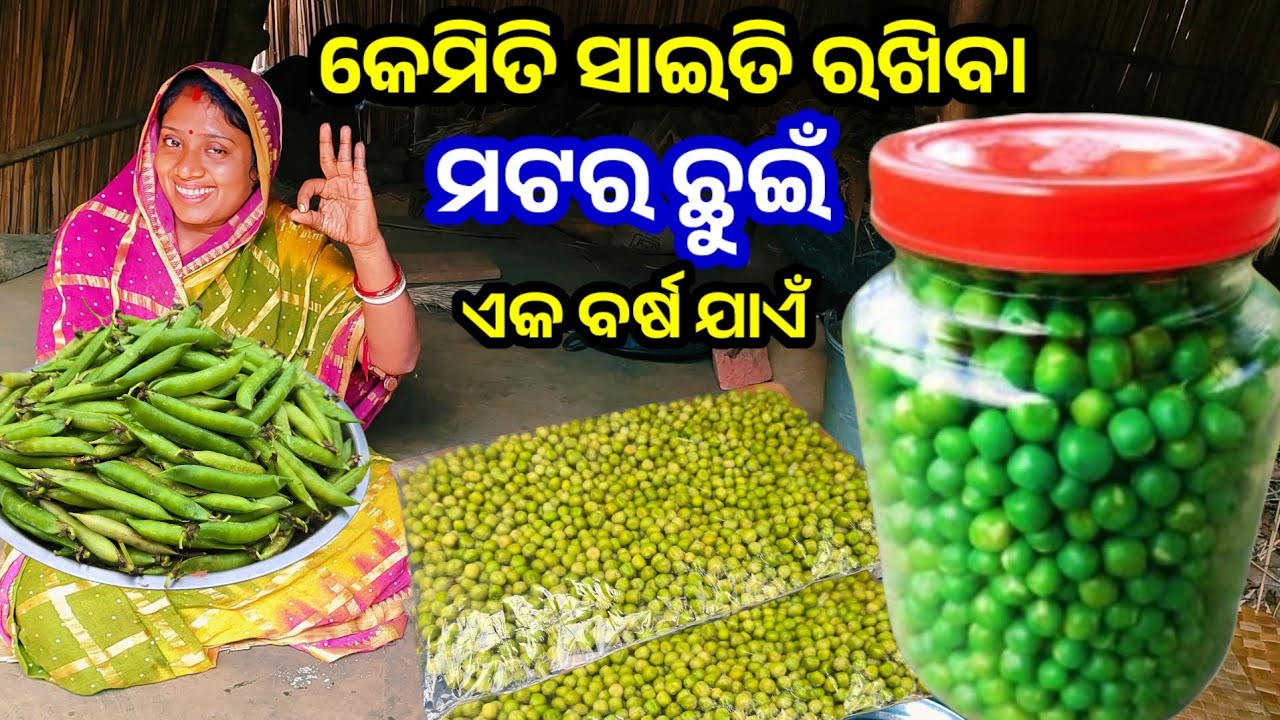 କେମିତି ସାଇତି ରଖିବା ମଟର ଛୁଇଁ ଏକବର୍ଷ ଯାଏଁ || Odia Family Vlog || Tapan Sanju Family Vlog