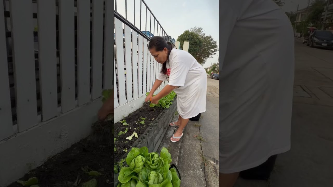 FCจ๋ามีผักปลอดสารเด้อจ้าเจอกันอิมพีเรียลสําโรงมีไม่มากจ้า🥬🥬อันนี้ล๊อตเล็กๆหน้าบ้าน🤣🤣