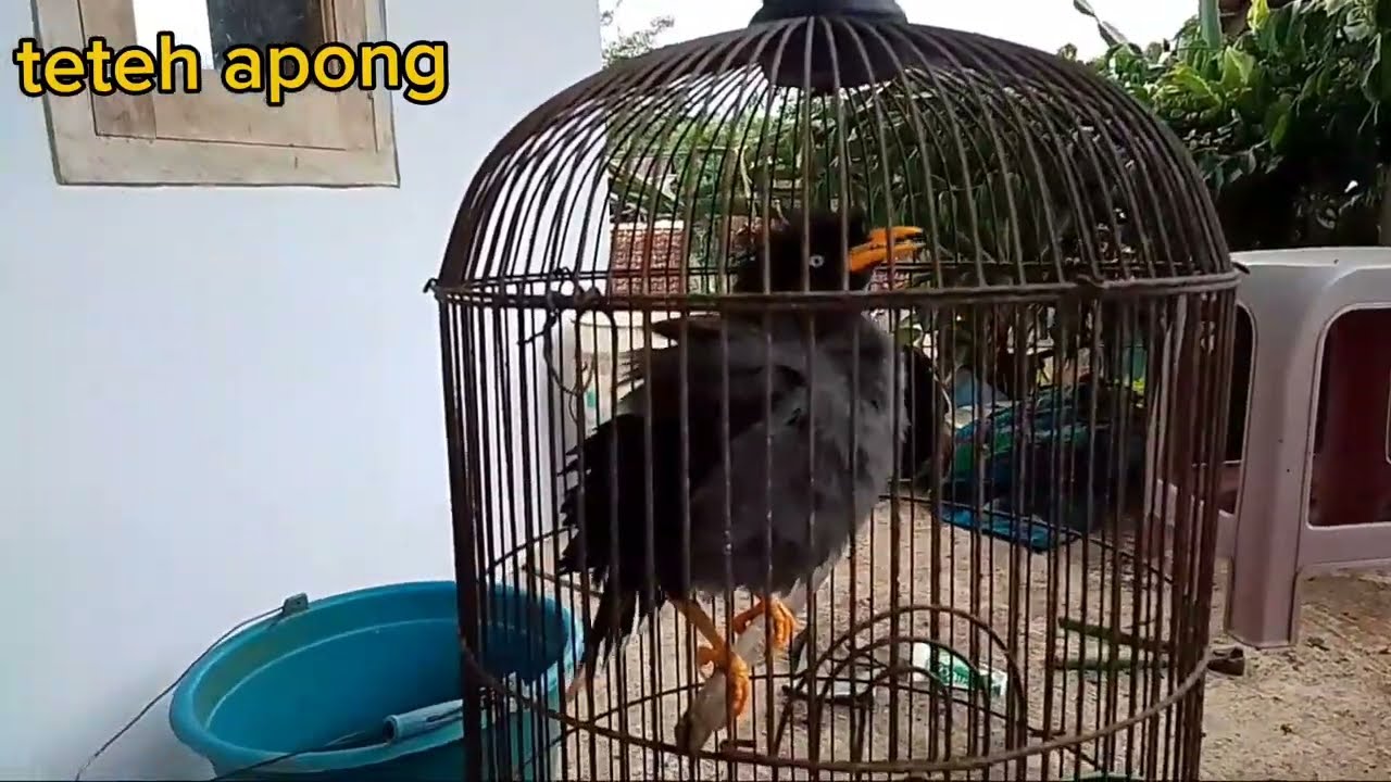 Jalak kebo gacor full emosi 