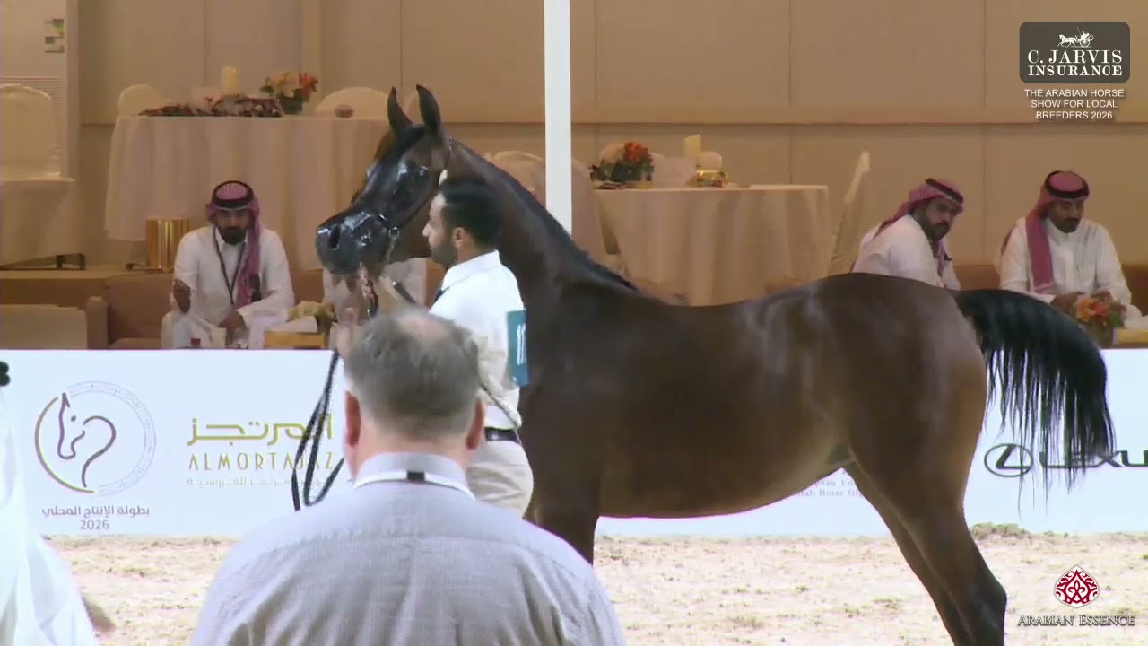 N.117 MALEIKT AJZL - The Arabian Horse Show For Local Breeders 2026 - Mares