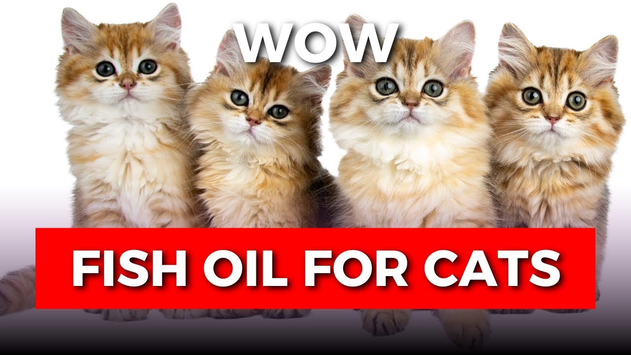 Why Your Cat Needs Fish Oil: Benefits You Didn't Know!