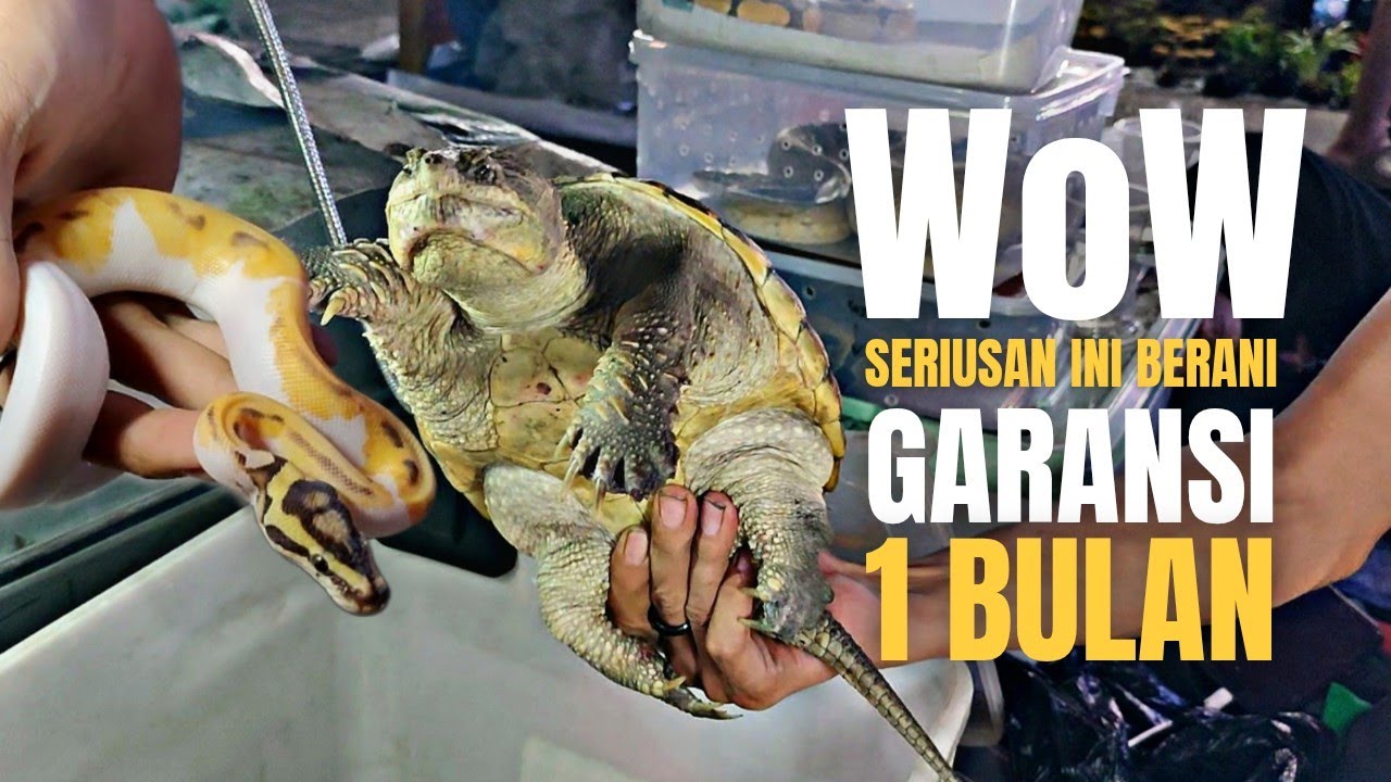 SERIUSAN INI BERANI KASIH GARANSI 1 BULAN !!! UPDATE HARGA REPTIL DI PASAR IKAN HIAS JATINEGARA