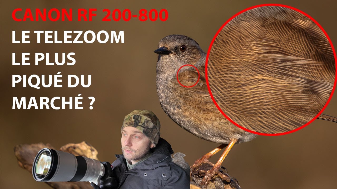 Test du Canon RF 200-800 sur le terrain !