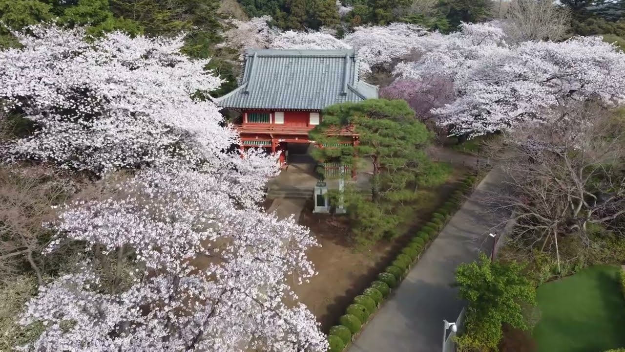 「日本さくら名所100選」清水公園内の桜　2022年