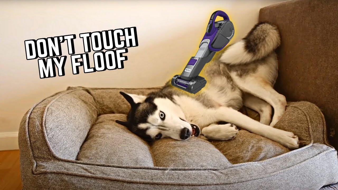 grooming Moon AT HOME is so cute!