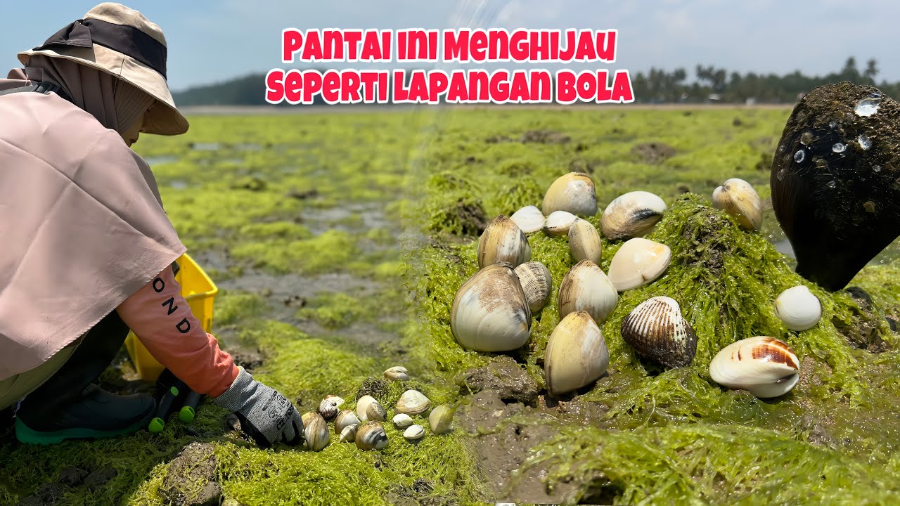 BERBURU KERANG DI MUSIM PANAS‼️Batuan Karang Sampai Berubah Menghijau