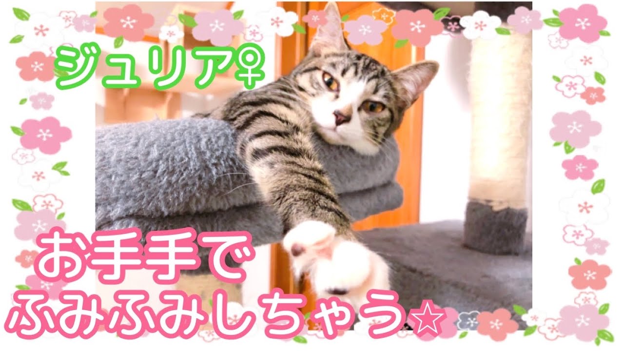 【保護猫】ふみふみしちゃう⭐︎仔猫のジュリア♀【シェルター】保護猫シェルター