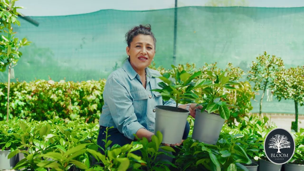 Laur Englezesc &ndash; Gard Verde și Dens Tot Timpul | Bloom Garden