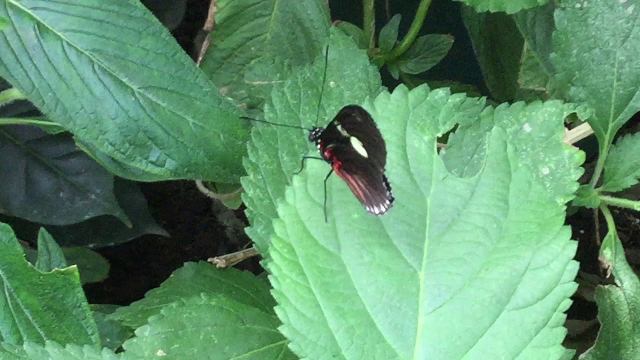 ドリスドクチョウ / Heliconius doris　Butterfly of Costa Rica, Monteverde蝶園 2017/04/14