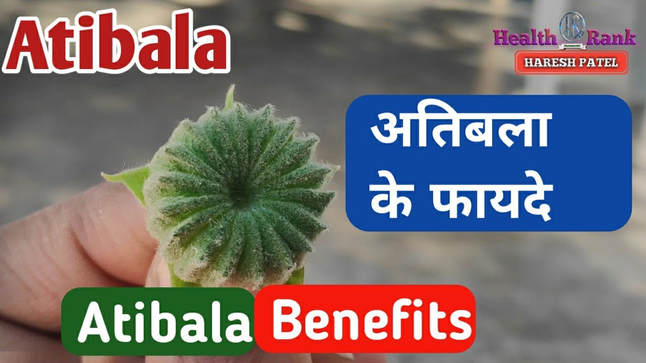 Atibala Plant | Atibala ke fayde | Atibala plant uses in Hindi | Health Rank