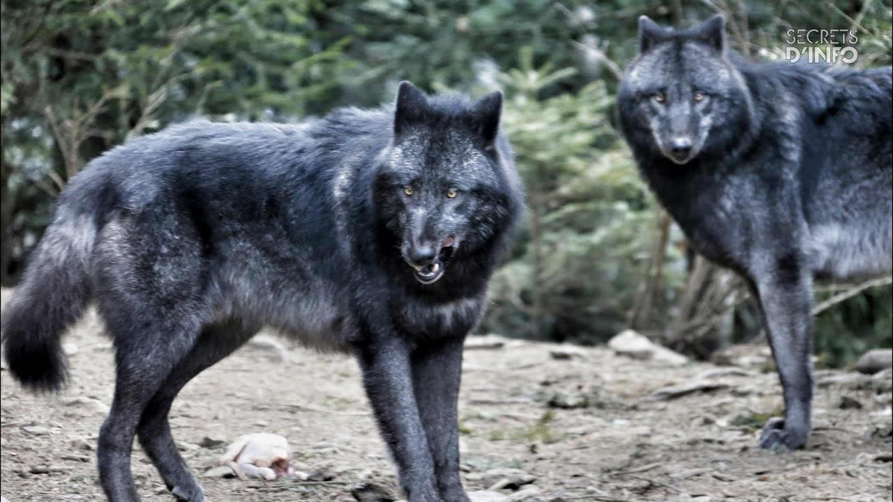 LOUPS CLANDESTINS DU MERCANTOUR