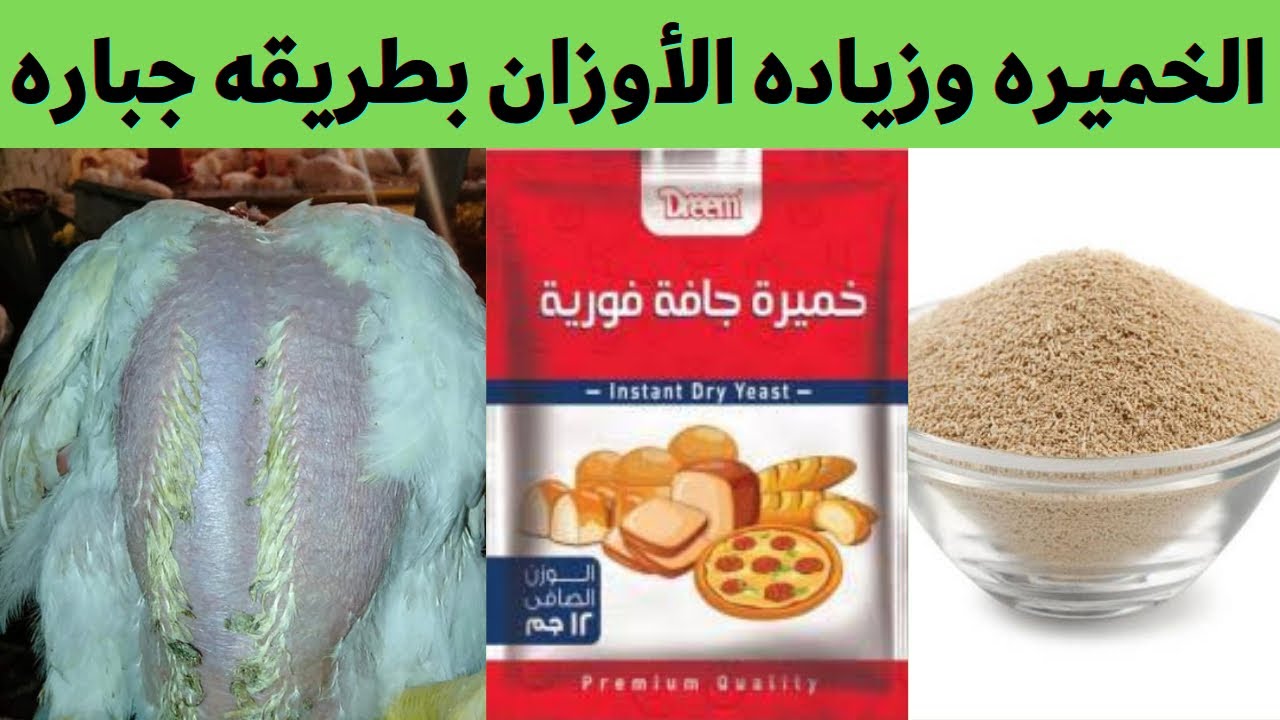 الطريقه الصحيحه لاستخدام الخميره لزياده الاوزان الي 3 كيلو مع د/محمد رضا