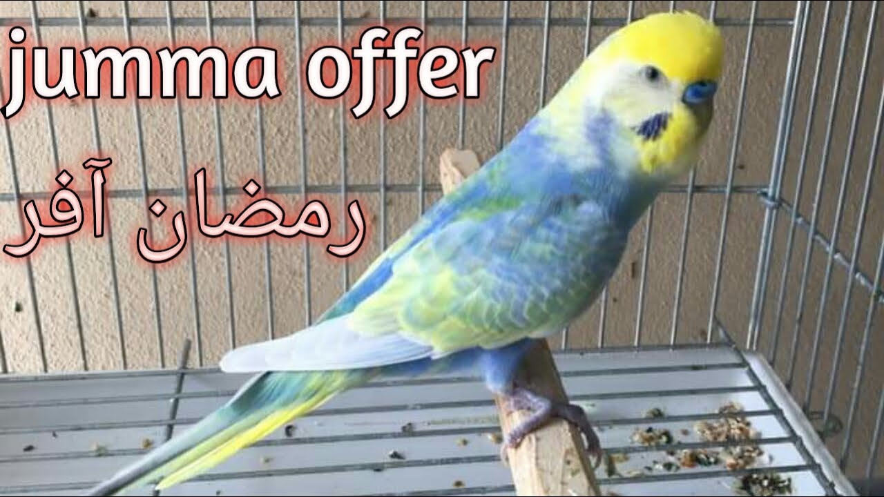 Homebreed | rainbow budgies | jumma offer |