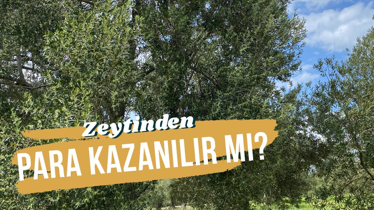 Zeytin, &uuml;reticisine para kazandırıyor mu? Zeytin &uuml;retimindeki sorunlar ve &ccedil;&ouml;z&uuml;m &ouml;nerileri #zeytin