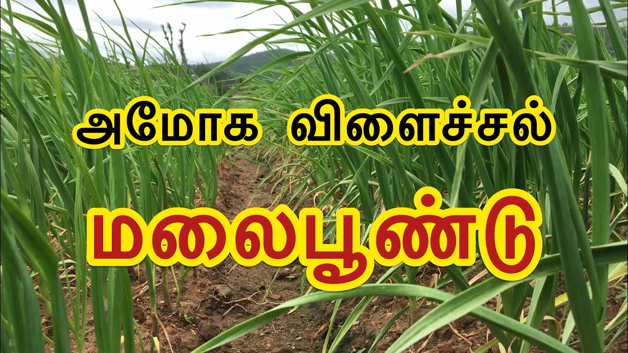 MALAI POONDU VIVASAYAM KERMALAM