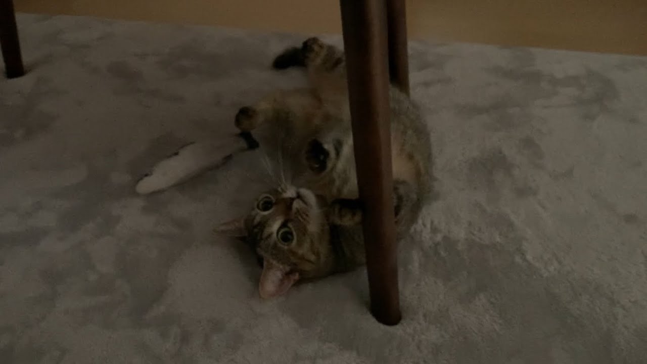 サバに夢中になった猫が放心状態でこうなりましたw