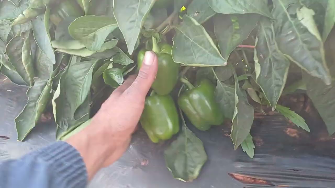 Growing Green peppers outside 