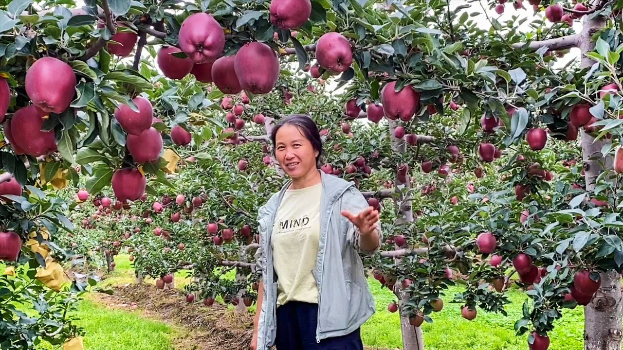 【ENG SUB】甘肃花牛苹果大丰收，清香带大家果园转一圈，可把老白馋坏了