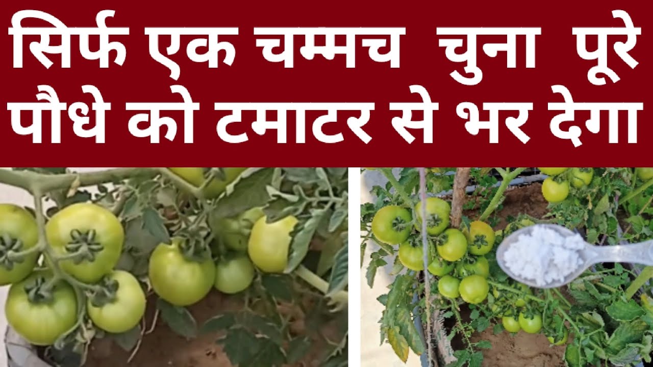सिर्फ एक चम्मच चुना पूरे पौधे को टमाटर से भर देगा।टमाटर में चूने के फायदे।Top fertilizer for tomato